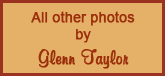 Glenn Taylor